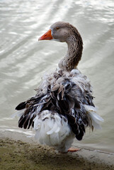 A funny shaggy goose with a red beak stands on the shore of a pond