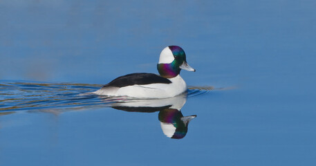 bufflehead drake duck (Bucephalus alveolar) swimming in calm blue water, nice reflection, eye and...