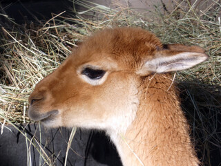 Portrait of a cute vicuna camel in a zoo closeup