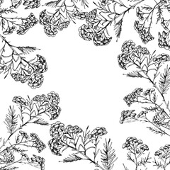 Vintage drawing for card, postcard, invitation.Helichrysum arenarium. Hand drawn botanical illustration. Health and Nature. Medicinal plant. hand drawn illustration, isolated on  background.Wild plant