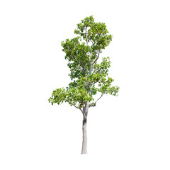 Tree isolated on white background.