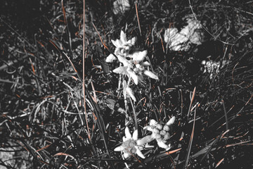Foto in bianco e nero di rarissime stelle alpine nei prati delle Dolomiti - Trentino Alto Adige (IT)
