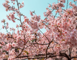 sakura trees, pink cherry blossom