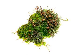 green moss on a white isolated background