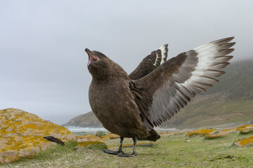 The Falkland Skua (Catharacta antarctica)