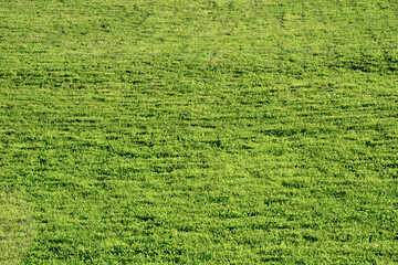 Football field. Green lawn on the playground on a summer sunny day.