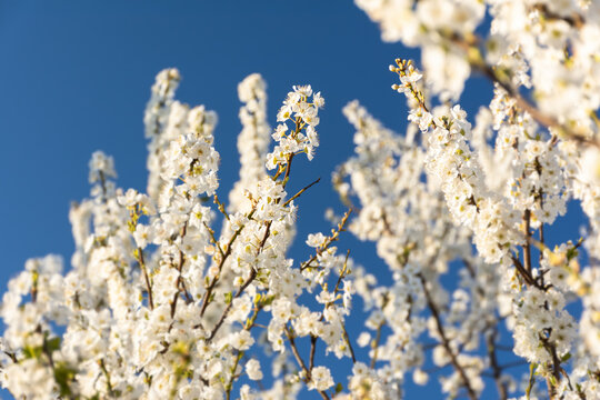 Blooming cherry branches close-up in the garden against the blue sky. Delicate white little flowers. Atmospheric spring natural background in bright sunlight. Soft focus, full frame, copy space