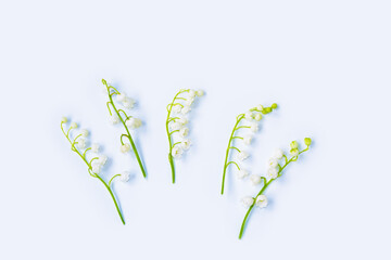 Lily of the valley flower on white background.