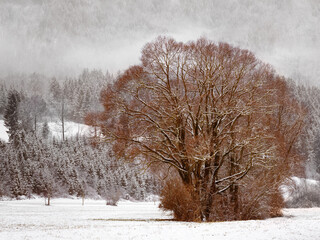 Trees in winter with snow