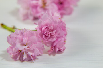 背景素材　庭に咲いた枝垂れ桜の花
