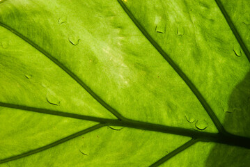 Licht, welches durch ein sattgrünes Blattgerippe mit Wassertropfen fällt