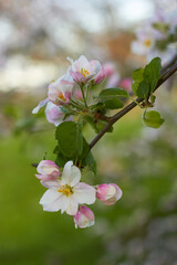 Apple tree blossoms on a sunny day. Beauty of nature. Spring, youth, growth concept.
