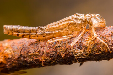 Molt the dragonfly on the iron