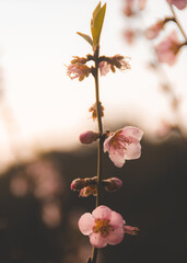 cherry blossom