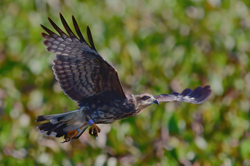 sub adult endangered snail kite (Rostrhamus sociabilis) in flight with apple snail in talons,...