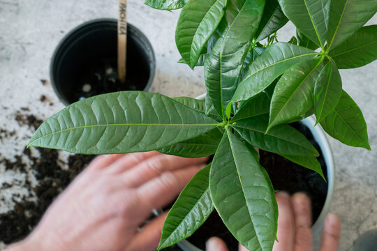 Pachira aquatica, Malabar Chestnut, being planted into a pot.  Indoor houseplant concept