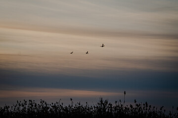 Spain. Sunrise in the El Hondo de Elche natural park. Alicante