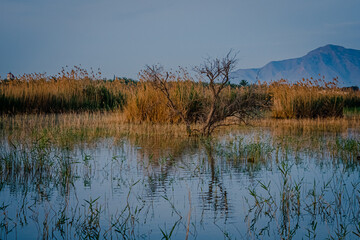 Spain. Sunrise in the El Hondo de Elche natural park. Alicante