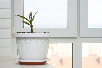 Indoor plant seedling in a large pot by the window