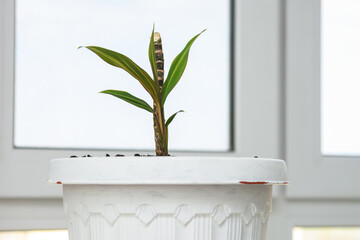 Seedling of a plant Cordilina close-up in a pot on a background of a window