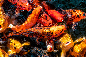 Goldfish in the pond. Koi fishes crowding in the pond close up.