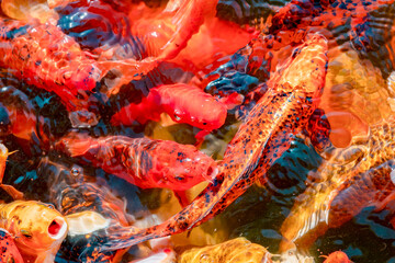Goldfish in the pond. Koi fishes crowding in the pond close up.