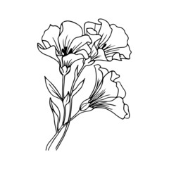 hand drawn flowers