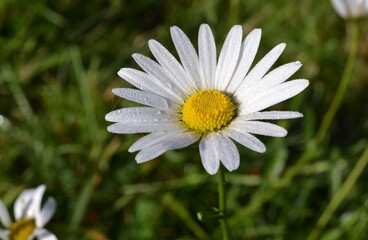 Primo piano di una bellissima margherita in piena fioritura con rugiada in primavera