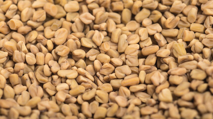 dpa-akm /  Fenugreek ( Methi seeds) recipes is one of the main indian spice  in mumbai   india