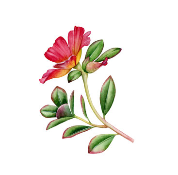 Watercolor succulent flower. Vibrant red flower with bud on the branch. Colourful tropical plant in bloom isolated on white. Realistic botanical illustration