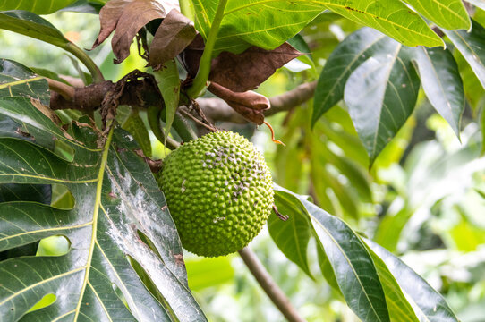 Jacquier, Uru taratoni, fruit &agrave; Tahiti, Polyn&eacute;sie fran&ccedil;aise