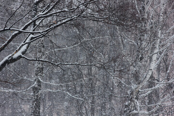 winter snowstorm on city streets with trees