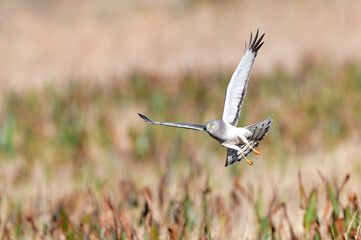 male northern harrier (circus hudsonius)  grey ghost hunting over marsh