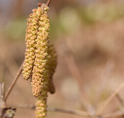 Blüte der Hasel, Corylus avellana, frisch aufgeblüht im Frühling, Spätwinter, Allergiker	
