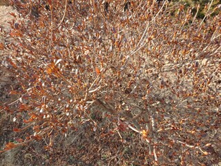 새롭게 돋아나는 생명