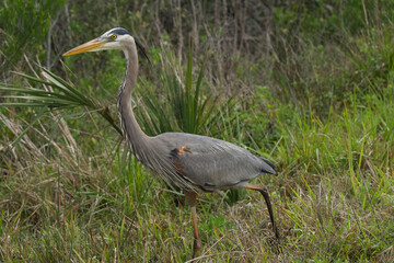 Wildlife Nature Photography at Merritt Island National Wildlife Refuge in Titusville Florida 