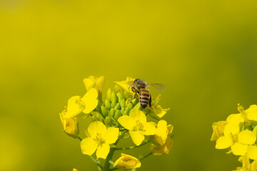 ミツバチと菜の花