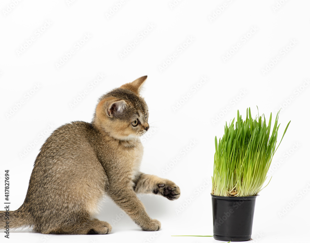 Wall mural Kitten golden ticked Scottish chinchilla straight sits on a white background, next to a pot of growing green grass