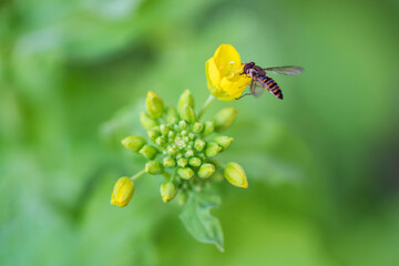 菜の花に飛んでくる蠅