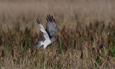male northern harrier (circus hudsonius)  grey ghost hunting over marsh