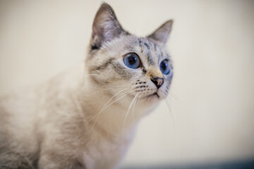 a white cat with a gray strip sits on the couch and looks away