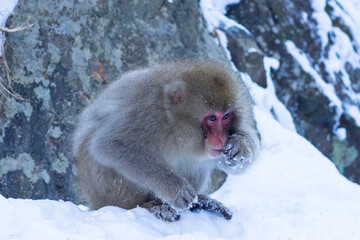 Snow monkeys near Nagano, Japan