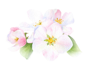 Apple inflorescence with flowers, buds and leaves hand drawn in watercolor isolated on a white background. Watercolor illustration. Apple blossom