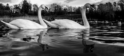 Large White British Mute Swan Swans pair low water level view close up macro photography on lake in Hertfordshire with canadian geese in background