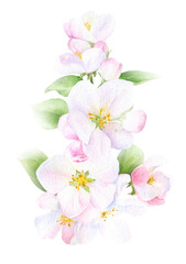 Naklejka na ściany i meble Apple blossom arrangement with flowers, buds and leaves hand drawn in watercolor isolated on a white background. Watercolor illustration. Apple blossom. Floral composition.