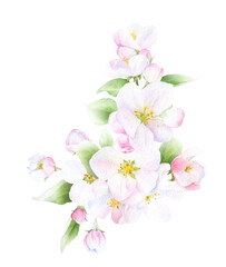 Fototapeta na wymiar Apple blossom arrangement with flowers, buds and leaves hand drawn in watercolor isolated on a white background. Watercolor illustration. Apple blossom. Floral composition.