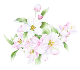 Fototapeta na wymiar Apple blossom arrangement with flowers, buds and leaves hand drawn in watercolor isolated on a white background. Watercolor illustration. Apple blossom. Floral composition.