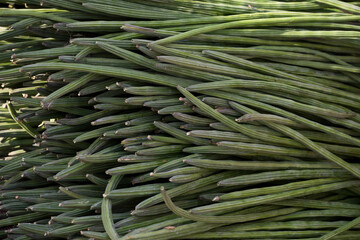 Varanasi / India 27 March 2018 Fresh Drumstick or Moringa oleifera for sale at market in Varanasi  Uttar Pradesh India