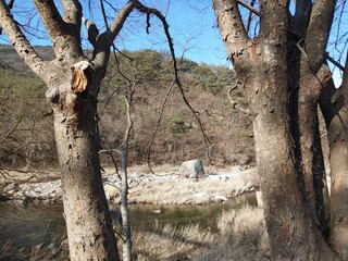 나무사이로의 풍경