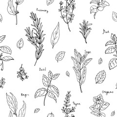 Pattern herbs. Spices. Italian herb drawn black lines on a white background. Vector illustration. Basil, Parsley, Rosemary, Sage, Bay, Thyme, Oregano, Mint